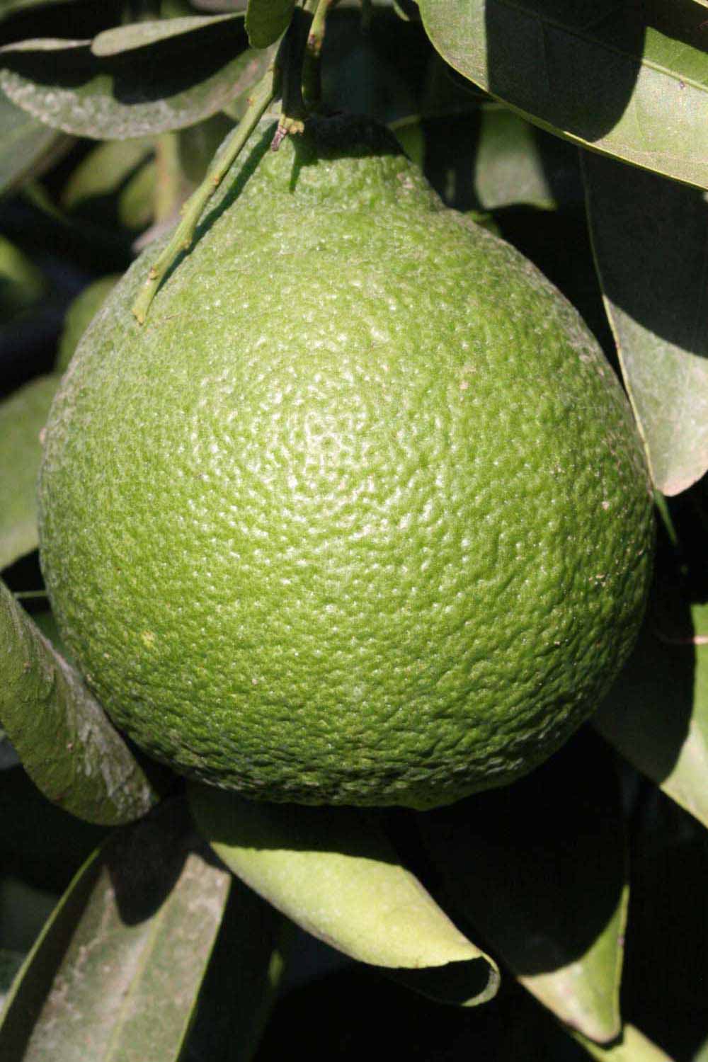            Immature fruit (Riverside, CA)   